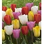 Jub Holland Tulip Triumph Mix - Large Quantity Triumph Tulips In Many Colours - 40 Bulbs