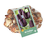 Jub Holland Black Tulips In Large Package - 40 Bulbs - Popular Tulip Bulbs