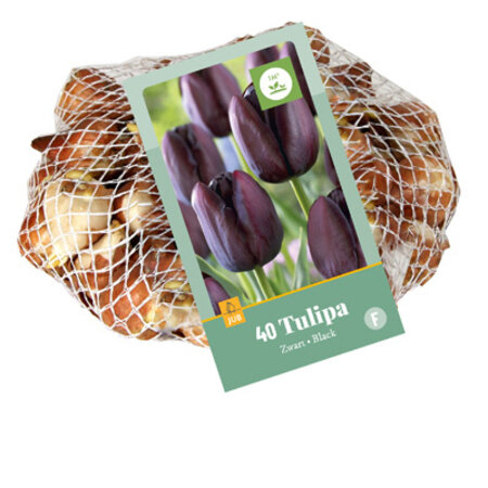 Jub Holland Black Tulips In Large Package - 35 Bulbs - Popular Tulip Bulbs