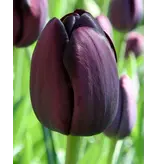 Jub Holland Black Tulips In Large Package - 40 Bulbs - Popular Tulip Bulbs