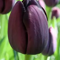 Tulip - Tulipa Black - 40 Bulbs