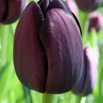 Tulpe - Tulipa Schwarz - 35 Blumenzwiebeln