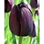 Jub Holland Tulpe - Tulipa Schwarz - 35 Blumenzwiebeln