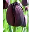 Jub Holland Black Tulips In Large Package - 35 Bulbs - Popular Tulip Bulbs