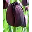 Jub Holland Zwarte Tulpen In Grootverpakking - 40 Bollen - Populaire Tulpenbollen