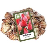 Jub Holland Tulips Pink and Red - Large Pack - Top Quality Triumph Tulip Bulbs!