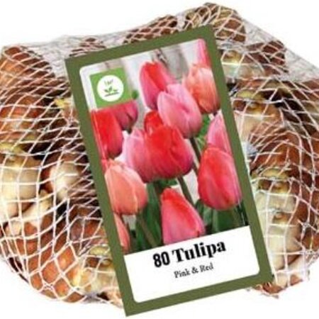 Jub Holland Tulpen Roze en Rood - Grootverpakking - Triumph Tupenbollen  Van Topkwaliteit!
