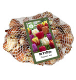 Jub Holland Triumph Tulips Mixed In Dazzling Colours - Large Package - 70 Flower bulbs