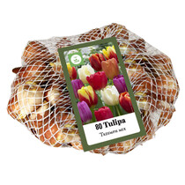 Tulp - Tulipa Triumph Mix - 70 Bollen