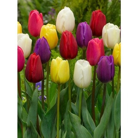 Jub Holland Triumph Tulips Mixed In Dazzling Colours - Large Package - 70 Flower bulbs