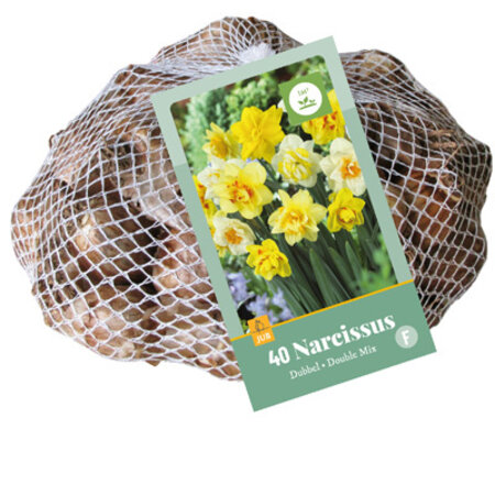 Jub Holland Daffodils Double Mix - Double-flowered Daffodils Mixed - 30 Bulbs