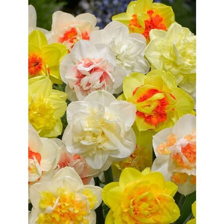 Jub Holland Narcissen Double Mix - Dubbelbloemige Narcissen Gemengd - 40 Bloembollen