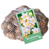 Narcis - Narcissus Botanical White - Nieuw - 30 Bollen