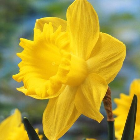 Jub Holland Narcis Geel - Grootverpakking - Grootkronig en Vroegbloeiend - Voor Een Kleurrijke Tuin!