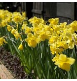 Jub Holland Narcis Geel - Grootverpakking - Grootkronig en Vroegbloeiend - Voor Een Kleurrijke Tuin!