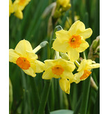 Jub Holland Narzisse Botanical Yellow  - Niedrig und mehrblütig - 80 Zwiebeln - A- Qualität!