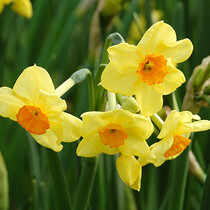 Daffodil - Narcissus Botanical Yellow - 80 Bulbs
