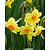 Jub Holland Narzisse - Narcissus Botanical Yellow  - 80 Blumenzwiebeln