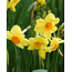 Jub Holland Daffodil Botanical Yellow  - Low and Multiflorous - 80 Bulbs - A- Quality!