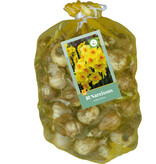 Jub Holland Narzisse Botanical Yellow  - Niedrig und mehrblütig - 80 Zwiebeln - A- Qualität!