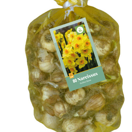 Jub Holland Narzisse Botanical Yellow  - Niedrig und mehrblütig - 80 Zwiebeln - A- Qualität!