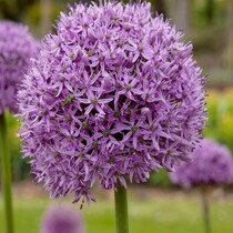 Allium Gladiator - 8 Blumenzwiebeln