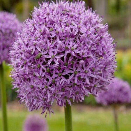 Jub Holland Allium Gladiator - Sieruien - Grote Paarse Bloemen Van 20 cm. Doosnee