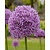 Jub Holland Allium Gladiator - 8 Bulbs