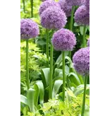 Jub Holland Allium Gladiator - Sieruien - Grote Paarse Bloemen Van 20 cm. Doosnee