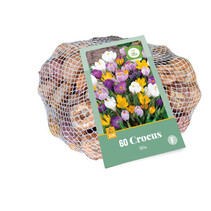 Crocus Mix - Grootbloemig - 70 Bollen