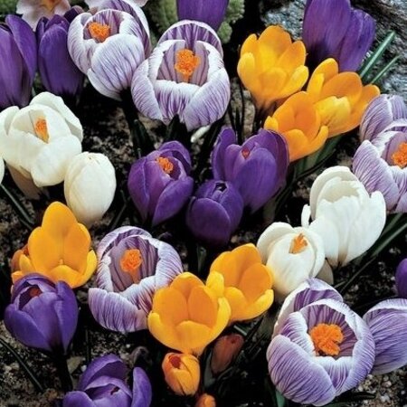 Jub Holland Crocus Large-Flowered Mixed - Bulk Packaging Crocus - 60 Bulbs