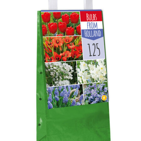 Jub Holland Bag 125 Flower bulbs from the Netherlands - Red, Blue And White Flowers - Budget Christmas Gift