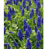 Jub Holland Muscari Armeniacum - Blauw Druifje - 100 Bloembollen - De Bekendste Variant