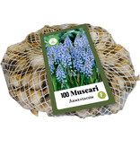 Jub Holland Muscari Armeniacum - Blauw Druifje - 100 Bloembollen - De Bekendste Variant