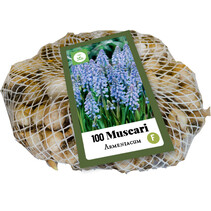 Muscari Armeniacum - 100 Blumenzwiebeln