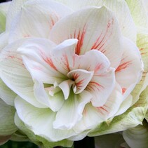 Amarayllis Roze / Wit - Dubbelbloemig - 1 Grote Bol