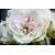 Jub Holland Amarayllis Pink/White -   Double-flowered - 1 large Bulb