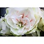 Jub Holland Amaryllis Rosa / Weiß - Doppelblütig - Große Zwiebel - Weihnachten Budget Geschenk