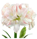 Jub Holland Amaryllis Roze / Wit - Dubbelbloemig - Grote Bloembol - Budget Sinterklaas en Kerst Cadeautjes