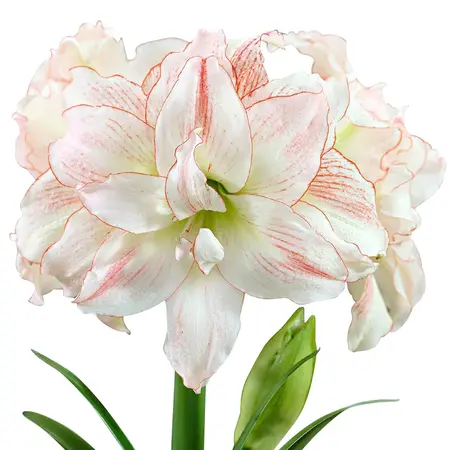 Jub Holland Amaryllis Roze / Wit - Dubbelbloemig - Grote Bloembol - Budget Sinterklaas en Kerst Cadeautjes