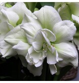 Jub Holland Amaryllis White - Large Flower Bulb - Flowering from November to March