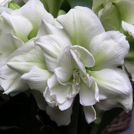 Jub Holland Amaryllis White - Large Flower Bulb - Flowering from November to March