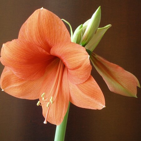 Jub Holland Amaryllis Salmon - Singel - Large Bulb - Houseplant - Fast And Easy In Bloom!