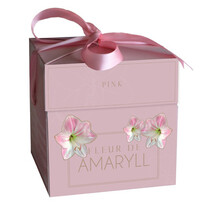 Amaryllis Pink In Luxury Gift Box - 1 Bulb