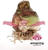 Jub Holland Amaryllis Roze In Luxe Verpakking - Relatiegeschenk - Budget Sinterklaas - Kerst Cadeautjes