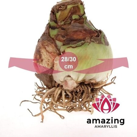 Jub Holland Amaryllis Roze In Luxe Verpakking - Relatiegeschenk - Budget Sinterklaas - Kerst Cadeautjes