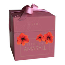 Amaryllis Rood In Luxe Cadeau Verpakking - 1 Bol
