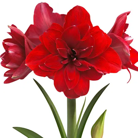 Jub Holland Amaryllis Red - Double Flowered - Large Bulb With Planting Instructions