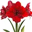 Jub Holland Amaryllis Red - Double Flowered - Large Bulb With Planting Instructions