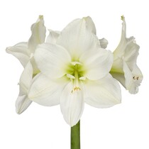 Amaryllis White - 1 Large Bulb